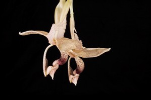 Stanhopea platyceras Huntington's Pterodactyl AM/AOS 87 pts. Side View